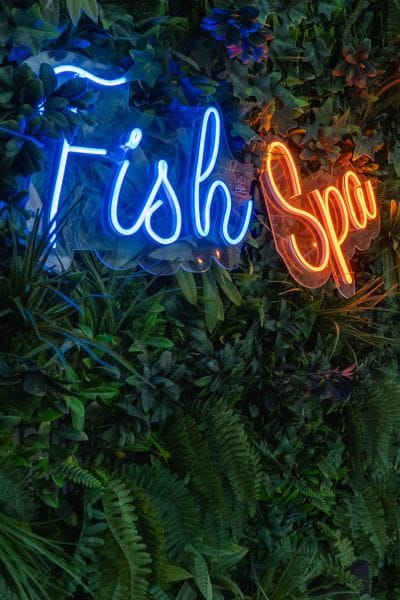 cedros sportfishing with toro fish spa
