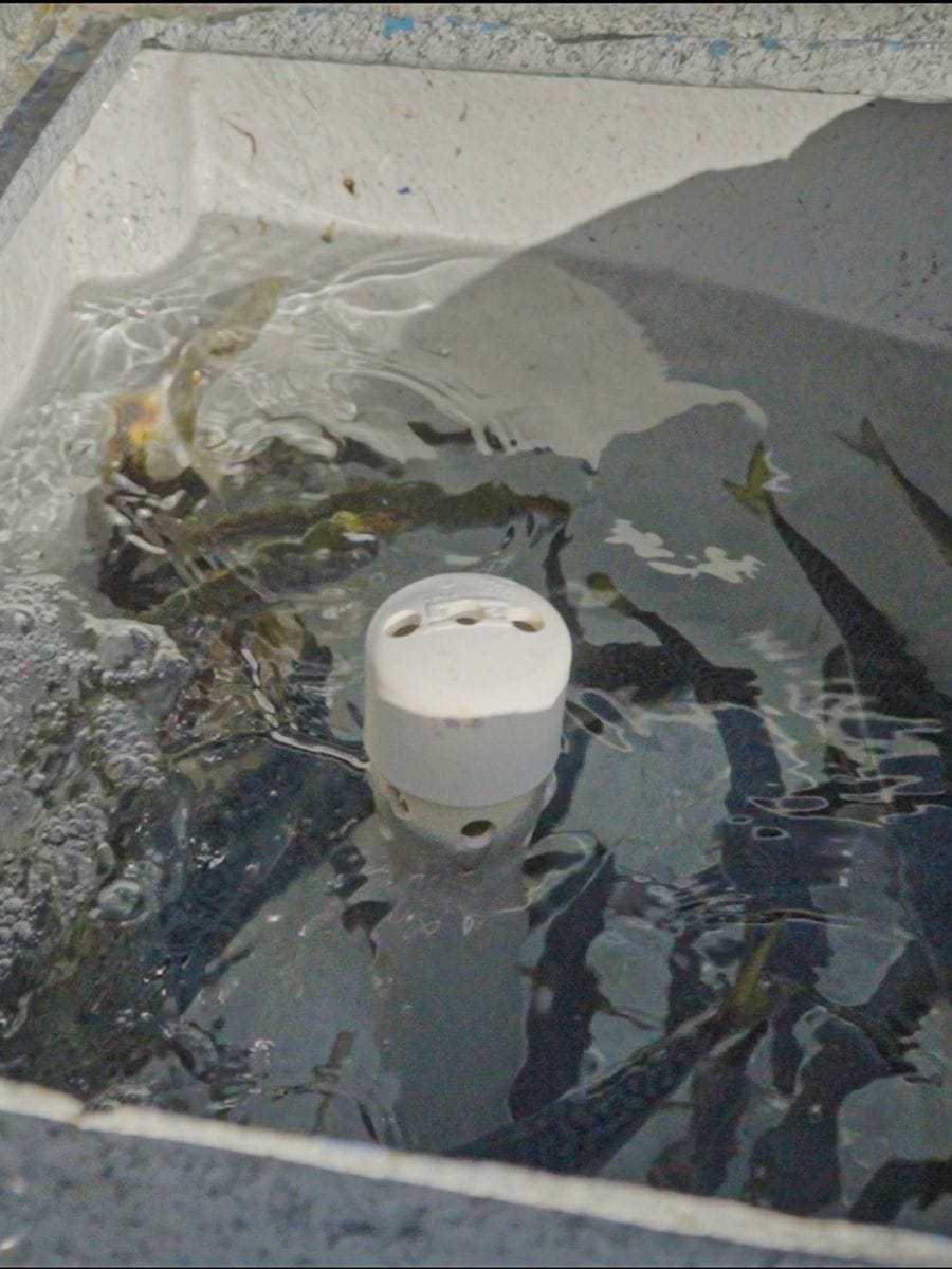 live bait popup